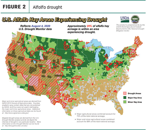 alfalfa drought