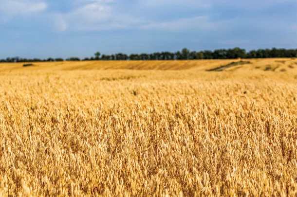 Grain field