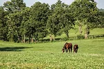 Horses grazing