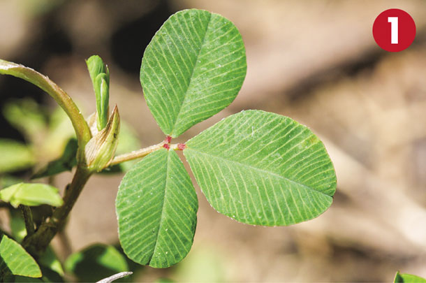 Legume 1
