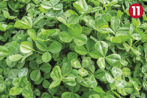 Legume 11