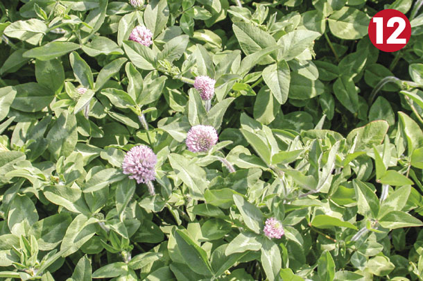 Legume 12