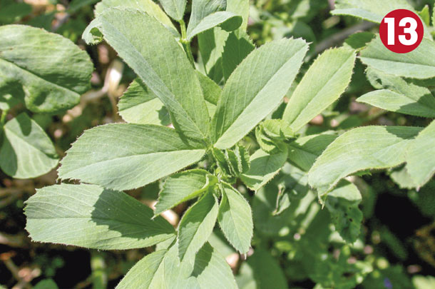 Legume 13