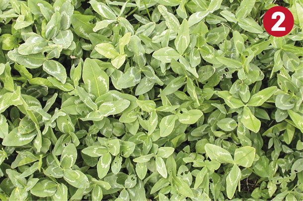 Legume 2