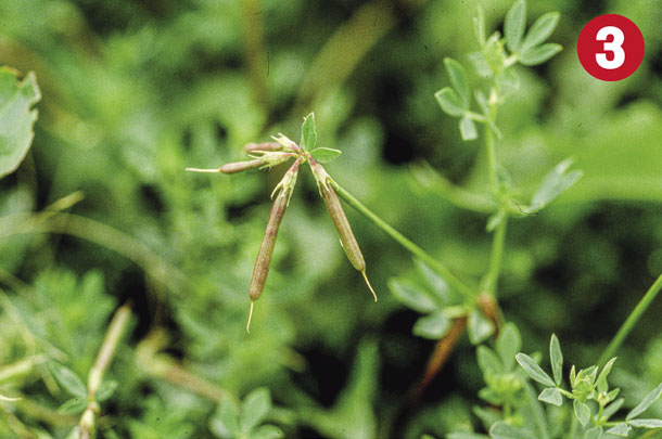 Legume 3