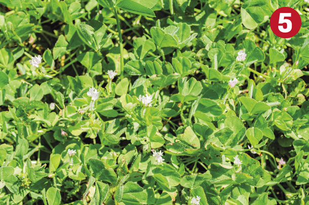 Legume 5