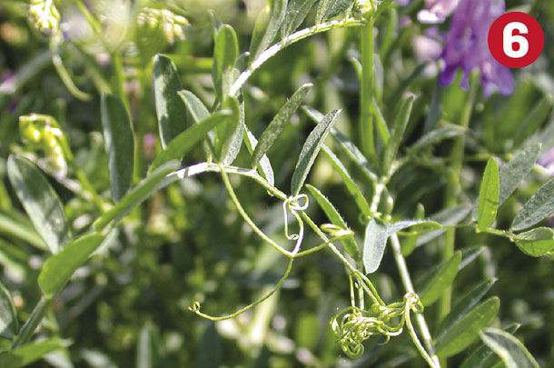 Legume 6