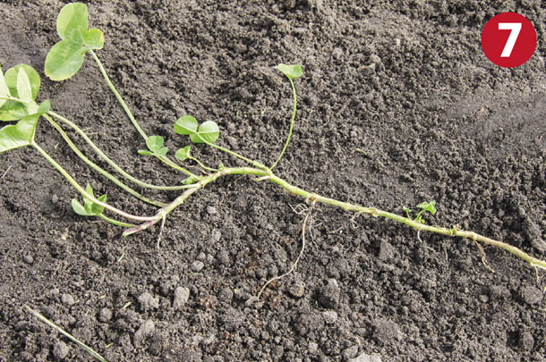Legume 7
