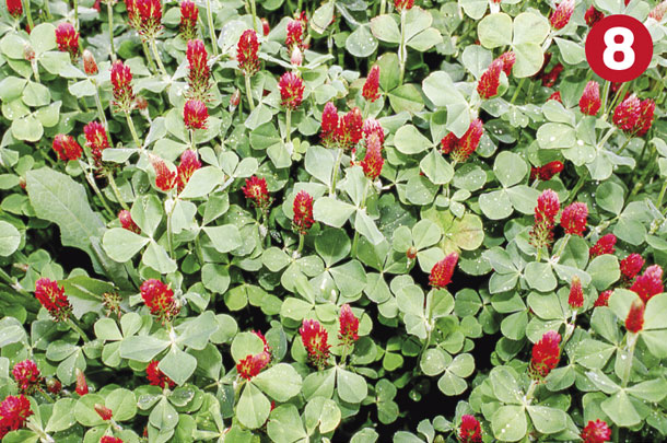 Legume 8
