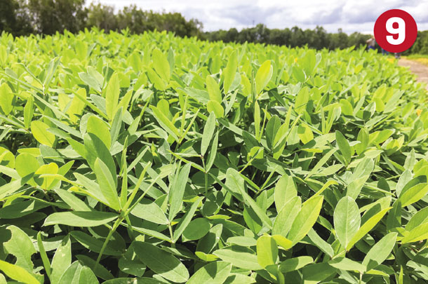Legume 9