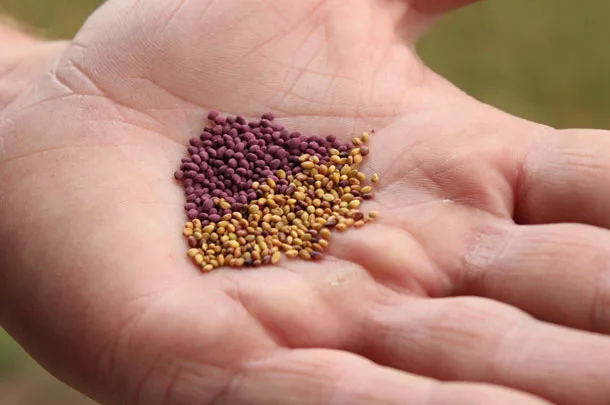 seeds