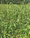 Forage sorghum