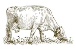 Cow in the pasture