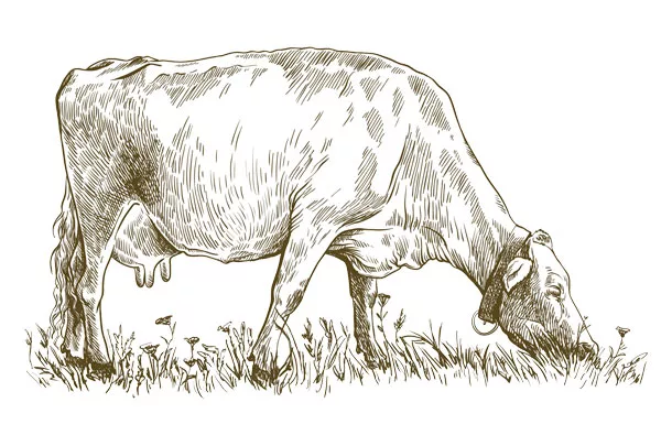 Cow in the pasture