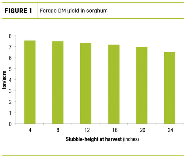 Forage DM yield in sorghum