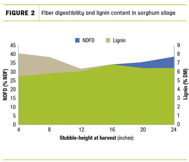Fiber digestibility and lignin content in sorghum silage
