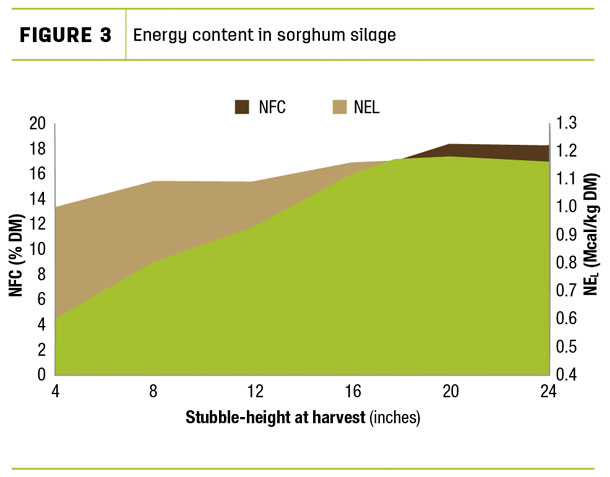 Energy content in sorghum silage