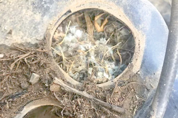 Hardware cloth can help keep a mouse out