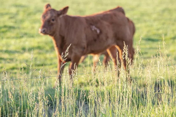 Cattle in a pasture