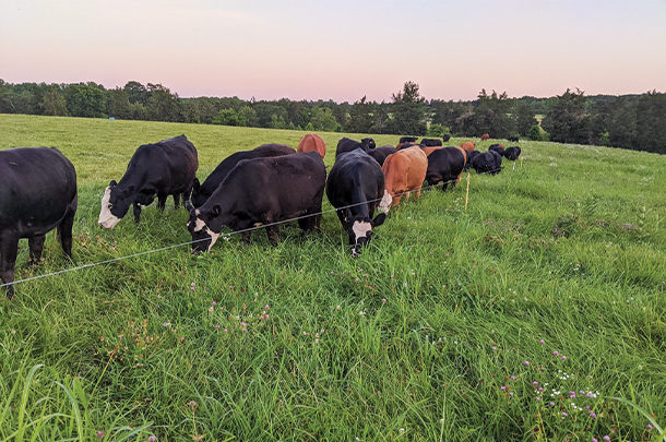 Cows strip grazing