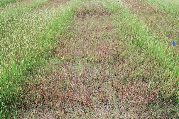 26 days after initial application of Pastora