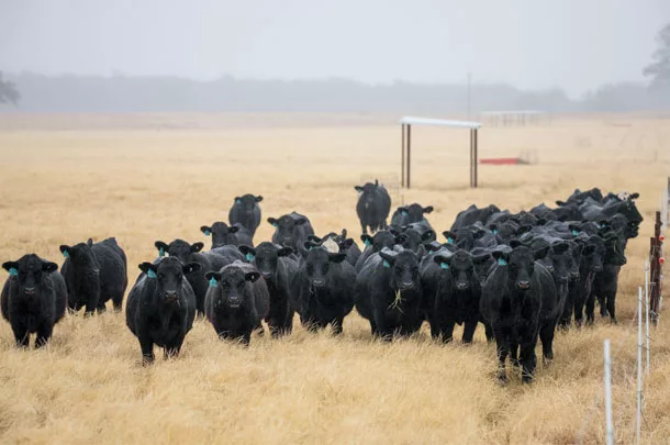 Steers