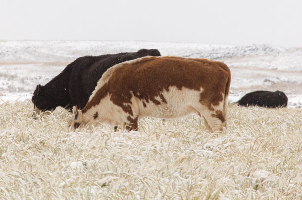 winter grazing