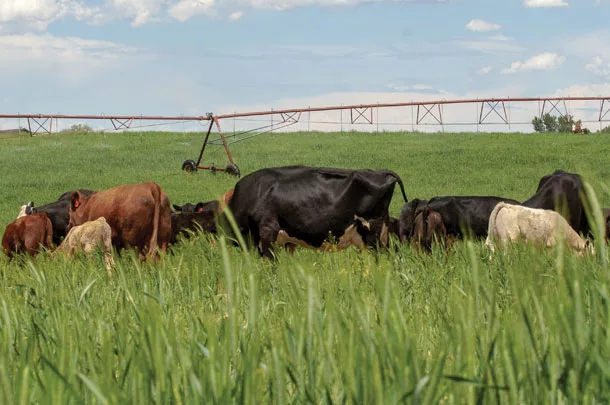Cattle grazing
