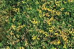 Trefoil