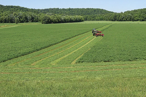 Cutting alfalfa