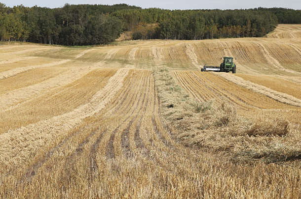 30 foot oat greenfeed crop windrow