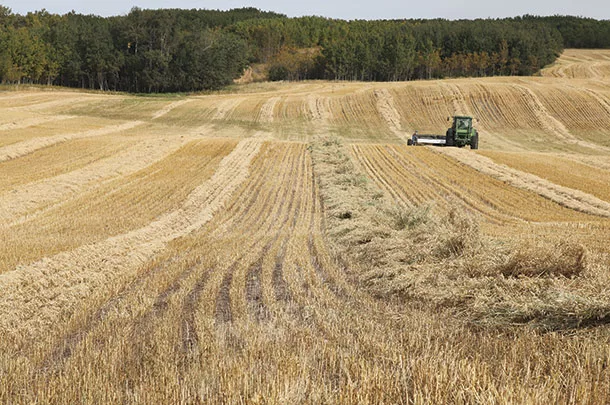 30 foot oat greenfeed crop windrow