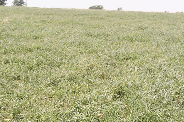 Forage