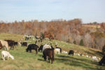 Cattle and sheep grazing