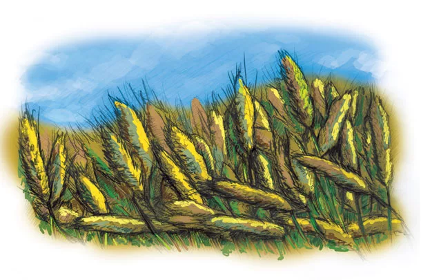 Spring grain crop