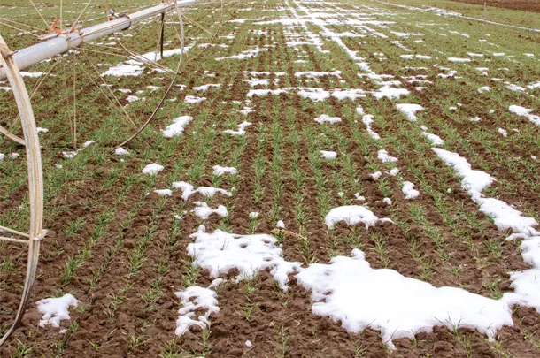 0221pf-kilcer-winter-crop.jpg