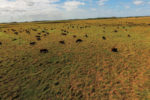 Rye grass