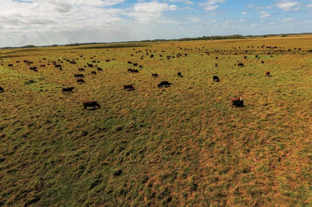 Rye grass