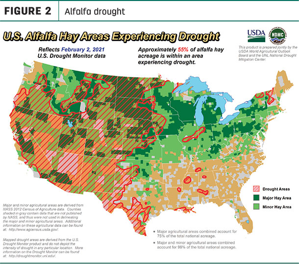 alfalfa drought