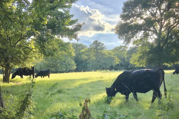 Cattle grazing