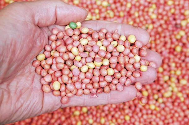 Seeds
