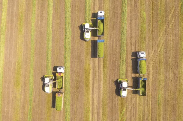 Harvesting wheat