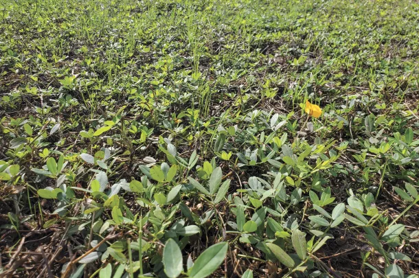 perennial peanut Florigraze with annual ryegrass Attain