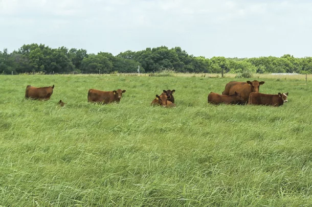 Cattle in a pasture