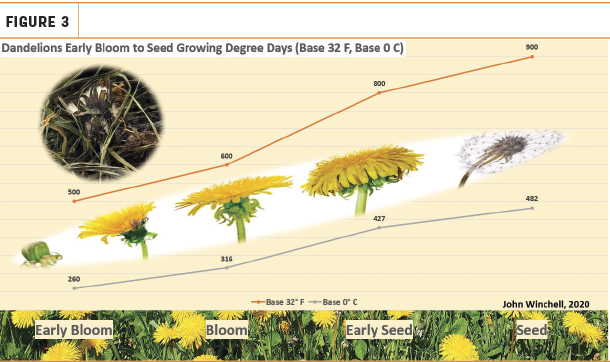 Dandelions early bloom to seed growing degree days 