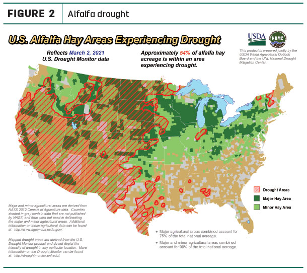 alfalfa drought