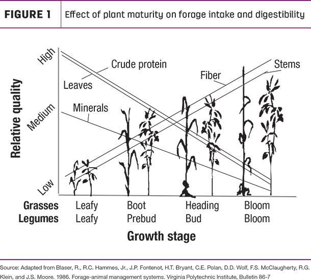 Effect of plant maturity on forage intake and digestibility