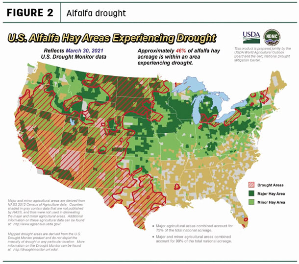 alfalfa drought