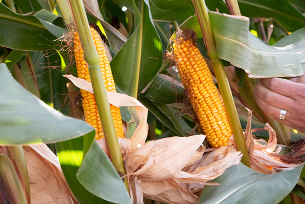 BMR forage