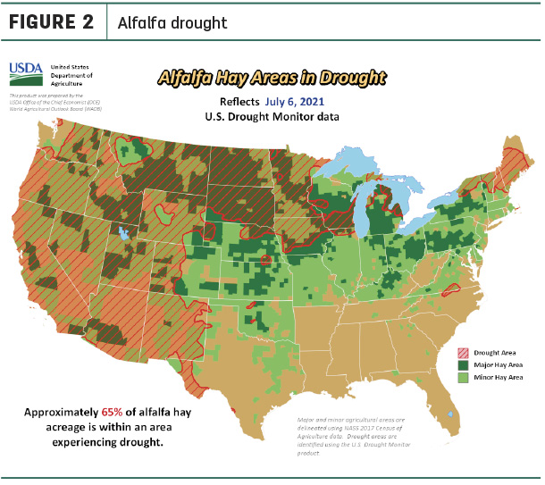 070821 natzke alfalfa drought